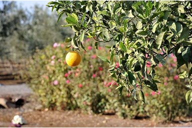 וילה רוגע בבוסתן - הבריכה והג'קוזי