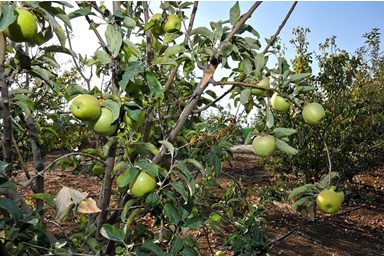 וילה רוגע בבוסתן - הבריכה והג'קוזי