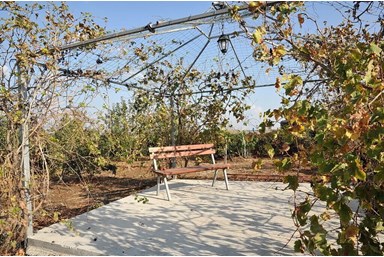 וילה רוגע בבוסתן - הבריכה והג'קוזי