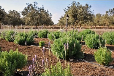 וילה רוגע בבוסתן - הבריכה והג'קוזי